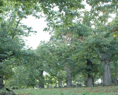 cilcava
