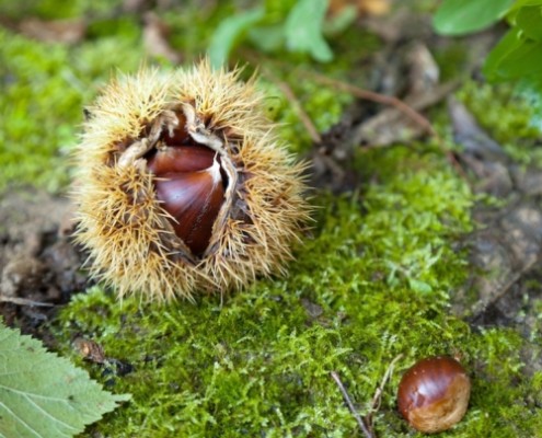 castagna-castagne-castanicoltura-by-pesca-fotolia-750x750