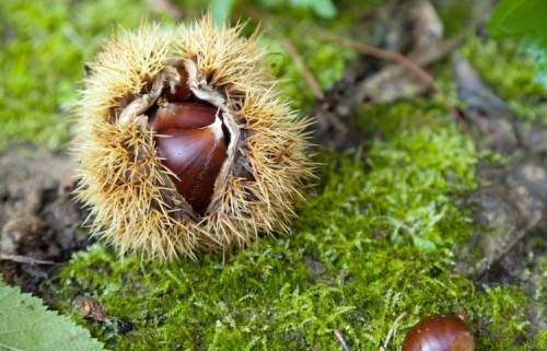 castagna-castagne-castanicoltura-by-pesca-fotolia-750x750