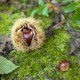 castagna-castagne-castanicoltura-by-pesca-fotolia-750x750